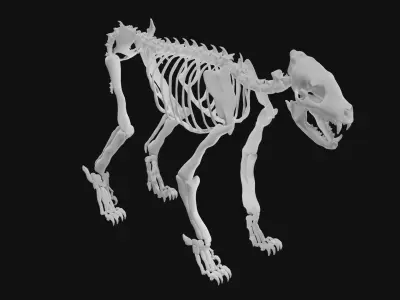 Hyena skeleton 3D model