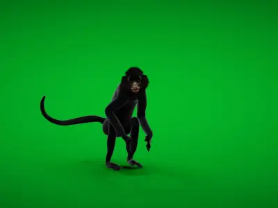 Spider Monkey Low-poly 3D model