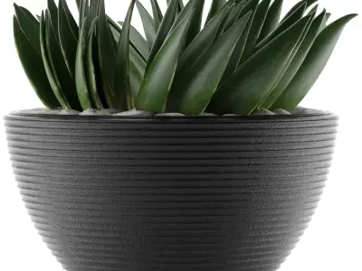 House Plant 23 3D model