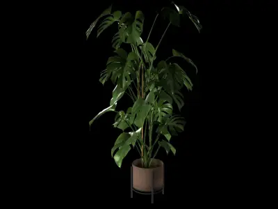 Monstera Plant Realistic 3D model