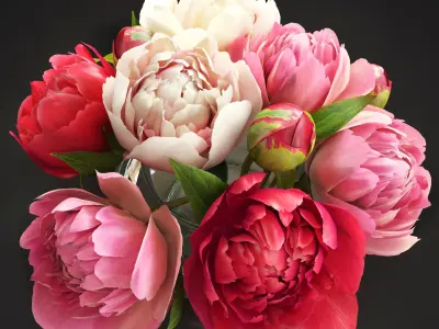 Flowers Peonies  3D model