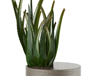 Indoor Plants in Ferm Living Bau Pot Large - Set026 3D model