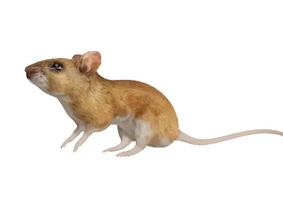 Key Largo Cotton Mouse Low-poly 3D model