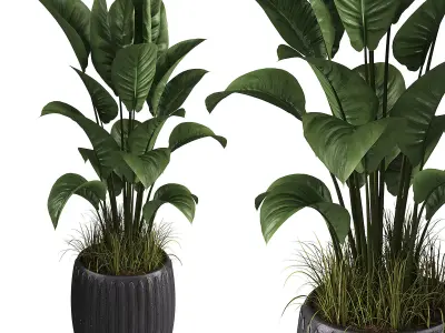 Indoor plant set 04 Low-poly 3D model