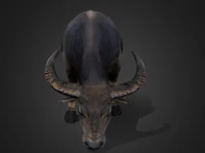 Asian Buffalo - Water Buffalo Realistic 3D model