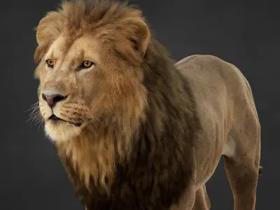 Lion 2025 - static version - Xgen-Core 3D model