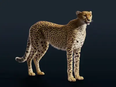 Cheetah Animated  3D model