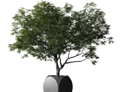 Plants Albizia 3D model