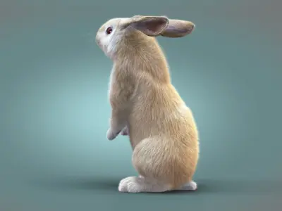 Rabbit Cream ANIMATED XGEN CORE 3D model
