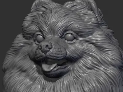 Pomeranian head 3D print model