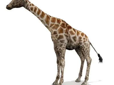 Giraffe Low-poly 3D model