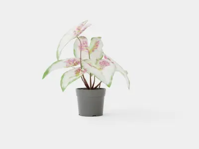 Caladium Low-poly 3D model