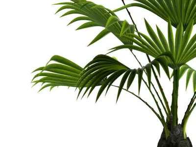 PLANT FAN PALM 3D model