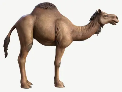 Dromedary Camel Low-poly 3D model
