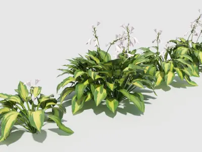 Hosta three plants in row 3D model