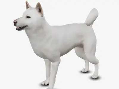 dog jindo Low-poly 3D model