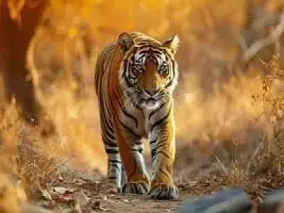 Indian Tiger 3D model