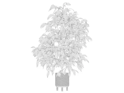 Ficus benjamina in wooden pot 3D model