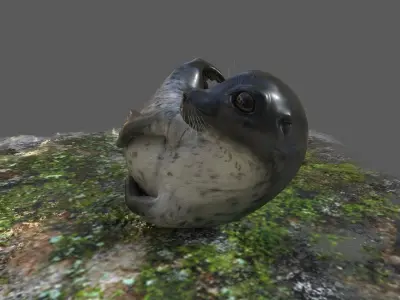 Common Seal Rigged Low-poly 3D model