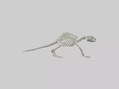 Lizard Skeleton model Low-poly 3D model