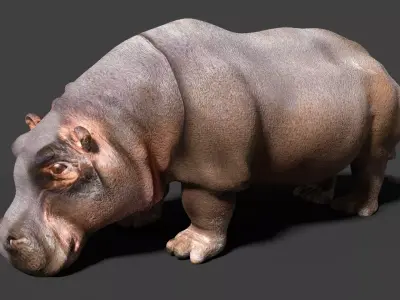 hippopotamus 3d hippo 3D model