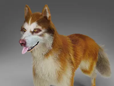 Fur Red Wolf Rigged in Blender Low-poly 3D model