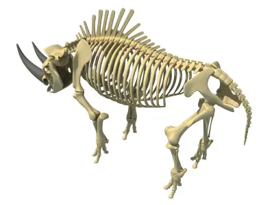 Rhino Skeleton 3D model