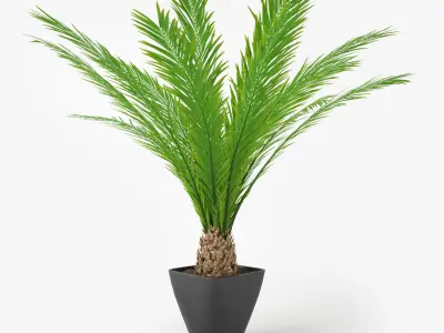 Palm Tree in Pot 3D model