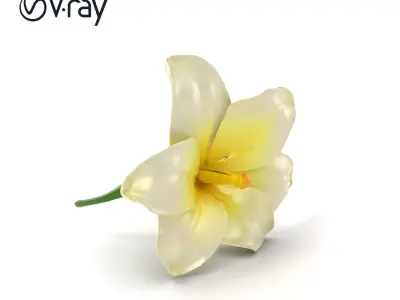 Freesia White Flower Realistic Texture model pack Low-poly 3D model