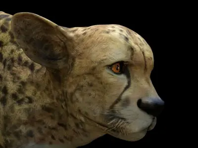 Cheetah Head 3D model