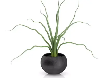Plant in Black Wooden Pot 3D model