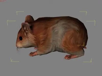 Hamster Animal  Low-poly 3D model