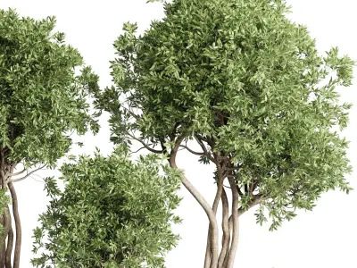 Collection indoor outdoor plant 430 plant tree vase  3D model