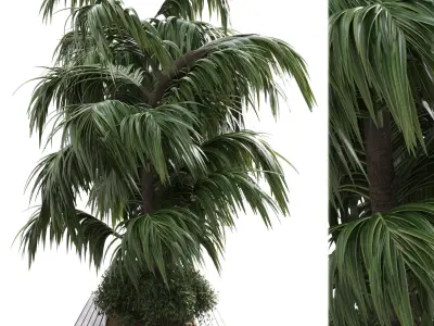 Collection Outdoor plant in garden tree palm- wood pot 02 Low-poly 3D model