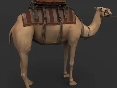 Camel with saddle 3D model