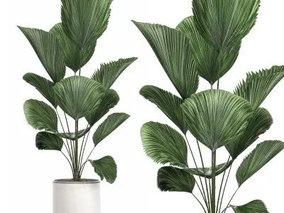 Decorative Licuala palm in a white flowerpot 522 3D model