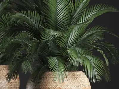 Decorative palm tree in a pot 3D model