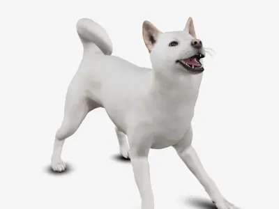 dog jindo Low-poly 3D model