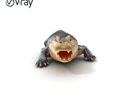 Saltwater Crocodile Realistic Model Pack Low-poly 3D model