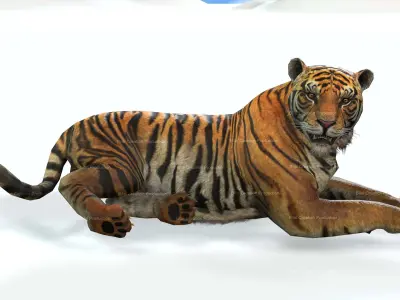 Tiger Rigged Animated 7 3D model