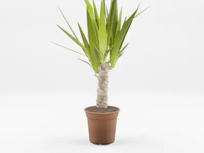 Collection-6 of House Plant 3D Models - 6 Models