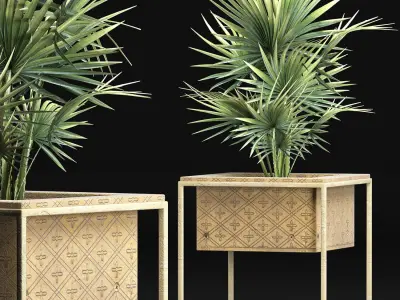 Plants Collection 164 Arabian Sabal Minor 3D model