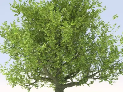 Oak tree Free 3D model