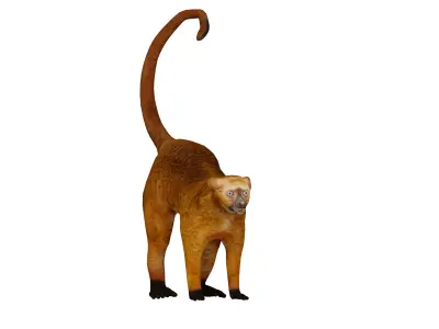 Blue Eyed Black Lemur Low-poly 3D model