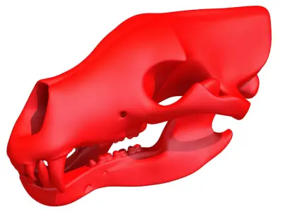 3D Print Bear Skull  3D model