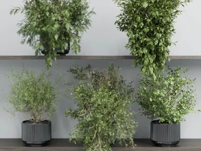 wall plant - set Indoor plant 433 plants on shelf Low-poly 3D model