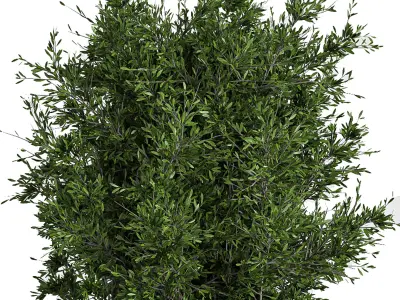Outdoor Plants Tree in Concrete Box 03 3D model