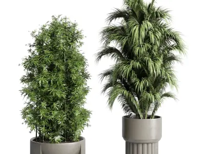 indoor plant cactus ficus rubbery monstera palm concrete dirt 3D model