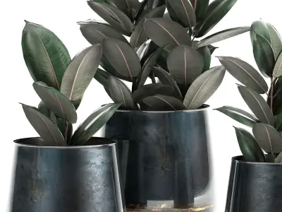 Ficus trees in a pot for the interior 868 3D model