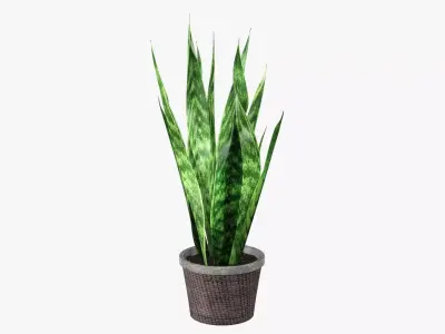 Potted plant decorative 02 3D model